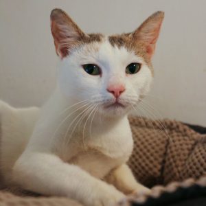 Alaska Winter-Rose Petals