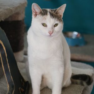 Alaska Winter-Rose Petals